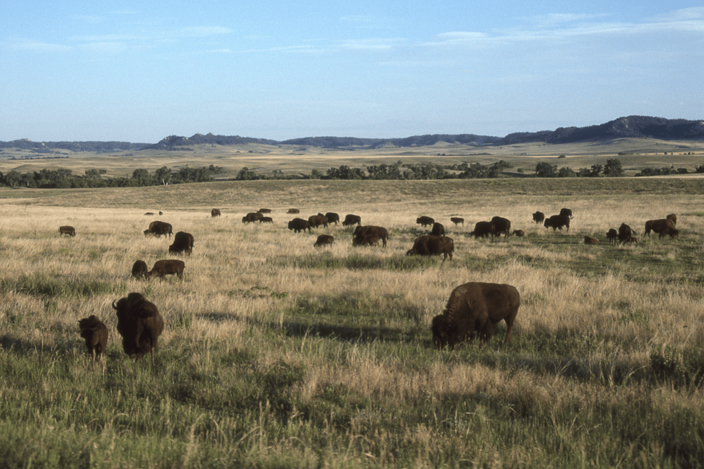 a photo of western Nebraska with buffalos